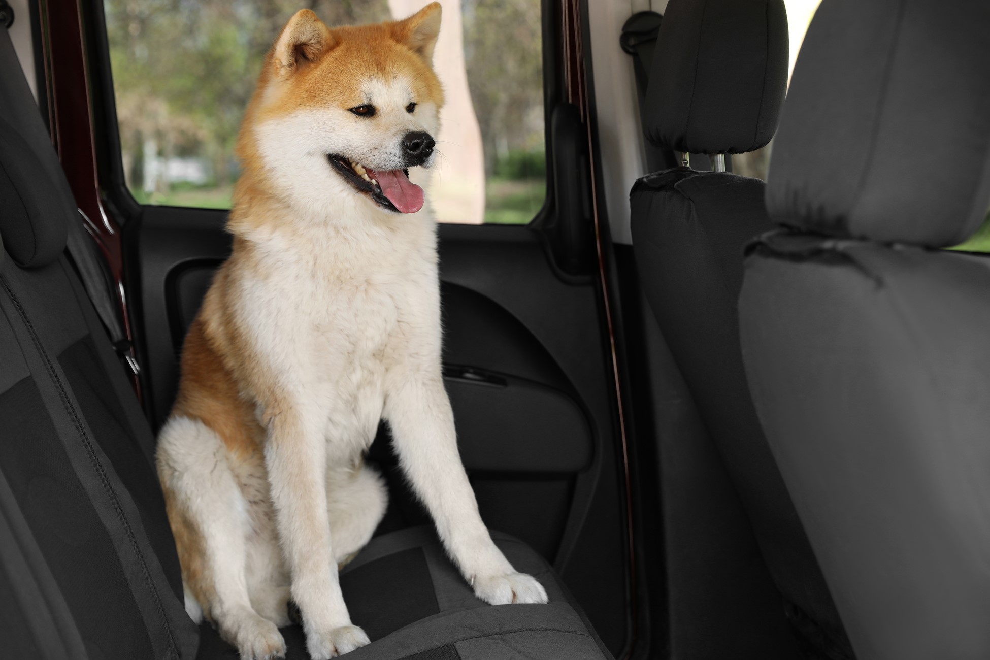 How to Remove Pet Odors and Smells in the Car